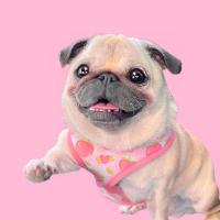 original sound - Loulou the Pug