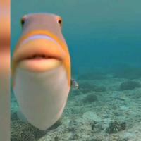 original sound - Fish of the week
