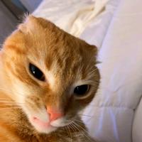 nhạc nền - P E T C U T I