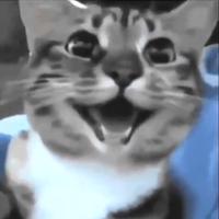 son original - CatsVibe