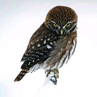 sonido original - juan