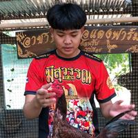 เสียงต้นฉบับ - 🐓ซุ้ม.อาชา เดือยเเดง🐎🇹🇭