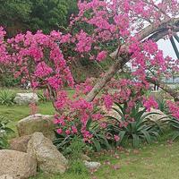nhạc nền - vim koj thiab mob siab