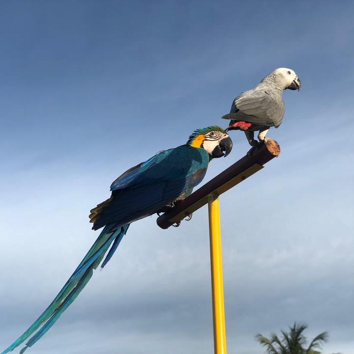 MikaTheMacaw - suara asli - parrotbestffiend