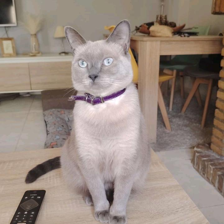 la.gata.bru