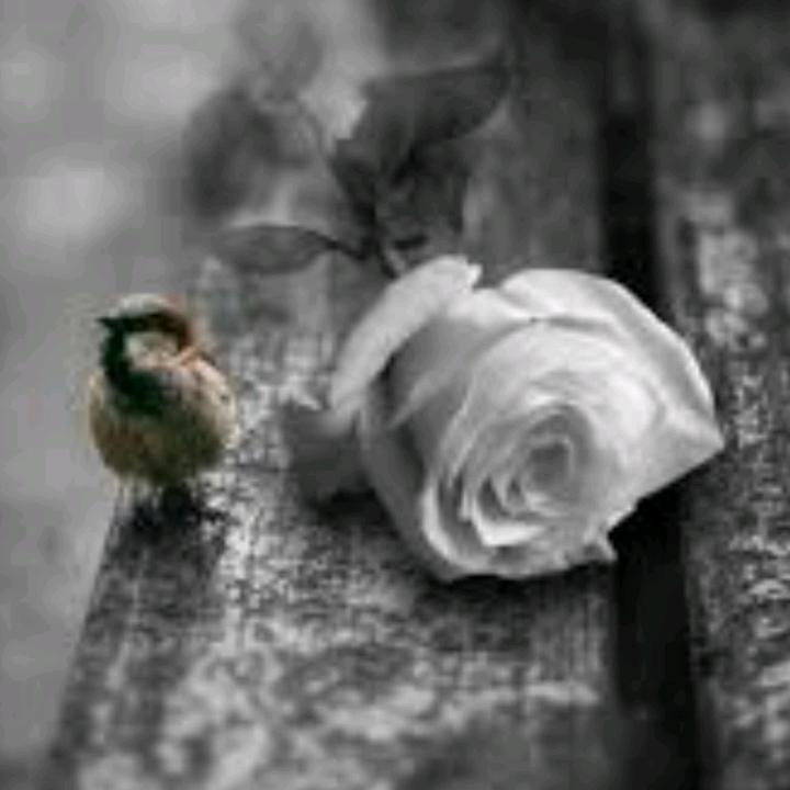 @islamdeenoverduniya