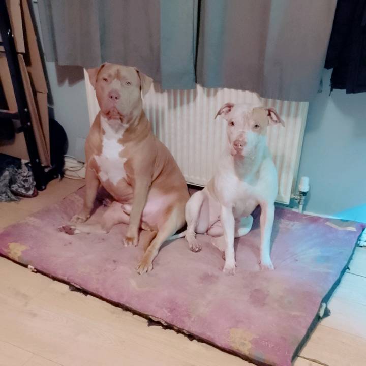 zeus.bella1