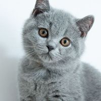 bluemoonthecat
