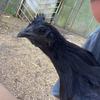 ilovehens_