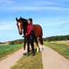 theas_horselive