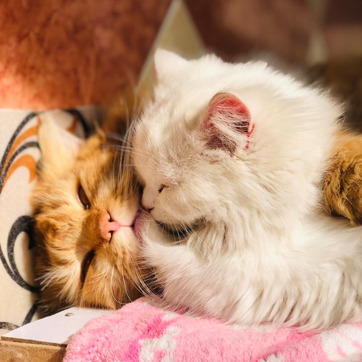 Coco👑❤️ - suara asli