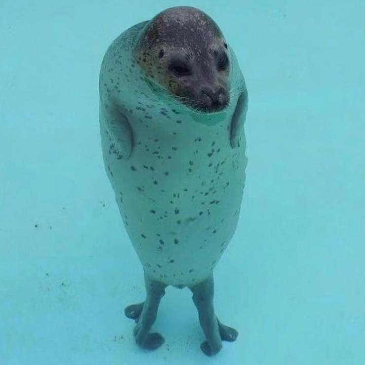 🦭 - Kangaskunk
