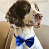 BOB the Springer Spaniel - @bob.the.springer - TikTok