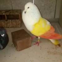 losballestas_