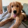 Dougal the Dog - @dougalthegolden - TikTok
