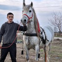 iuli.regele.cailo
