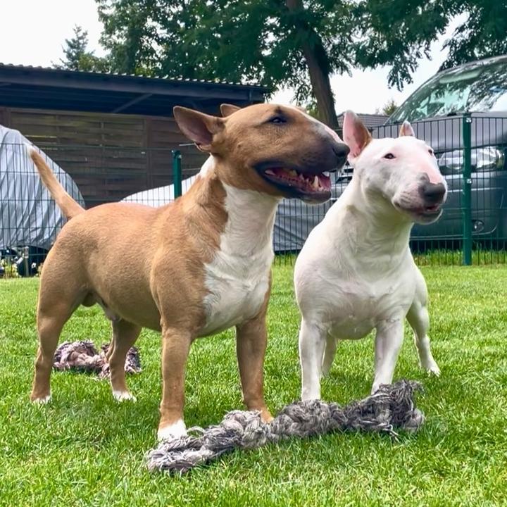 flinstonebulls