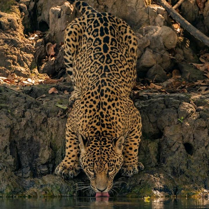 @damianoescobar2 - suara asli