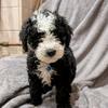 Dougal - @dougalthesheepadoodle - TikTok