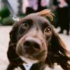 DougalTheSprocker - @dougalthesprocker - TikTok