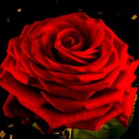 amorsemfronteiras00