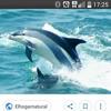 Delfin Blanco - @delfin.blanco5 - TikTok