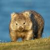wombat_us