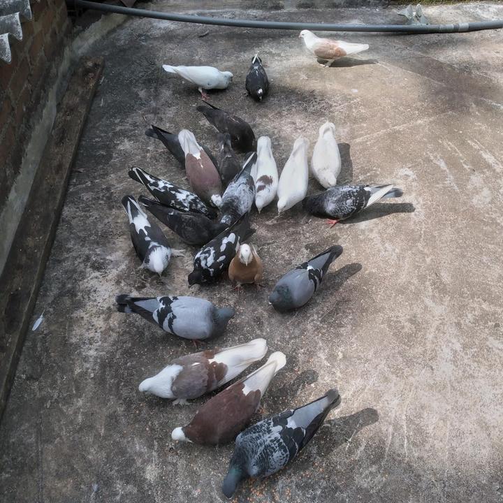 🕊❗A_L_P_H_A❗🕊 - suara asli - alpha_4545