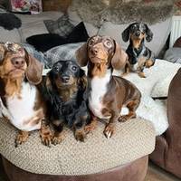 dexter_dana_daisy_della