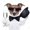 poochiepoosdoggrooming2