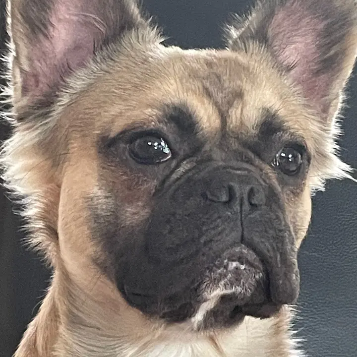 black_mountains_bulldogs
