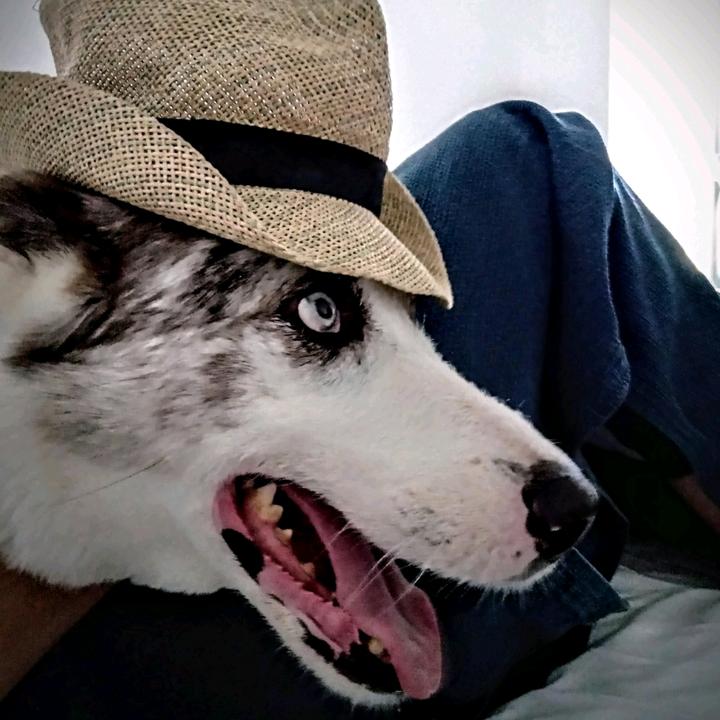 hoadottatouncanesordo