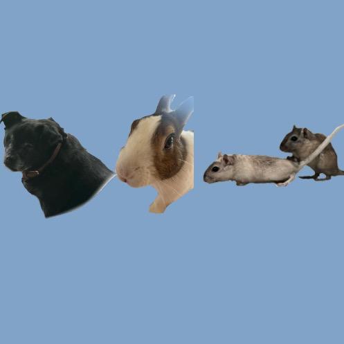 animal_hoarder