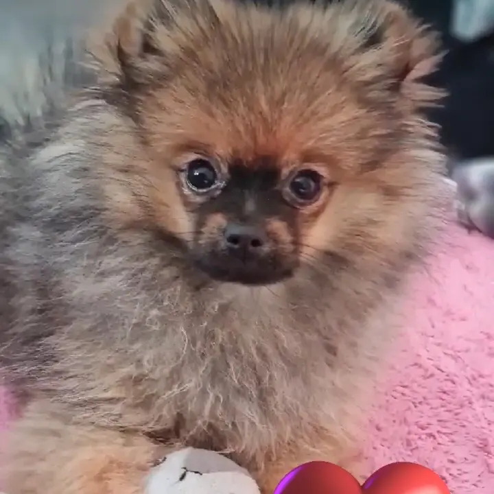 pomeranian_bella_maya