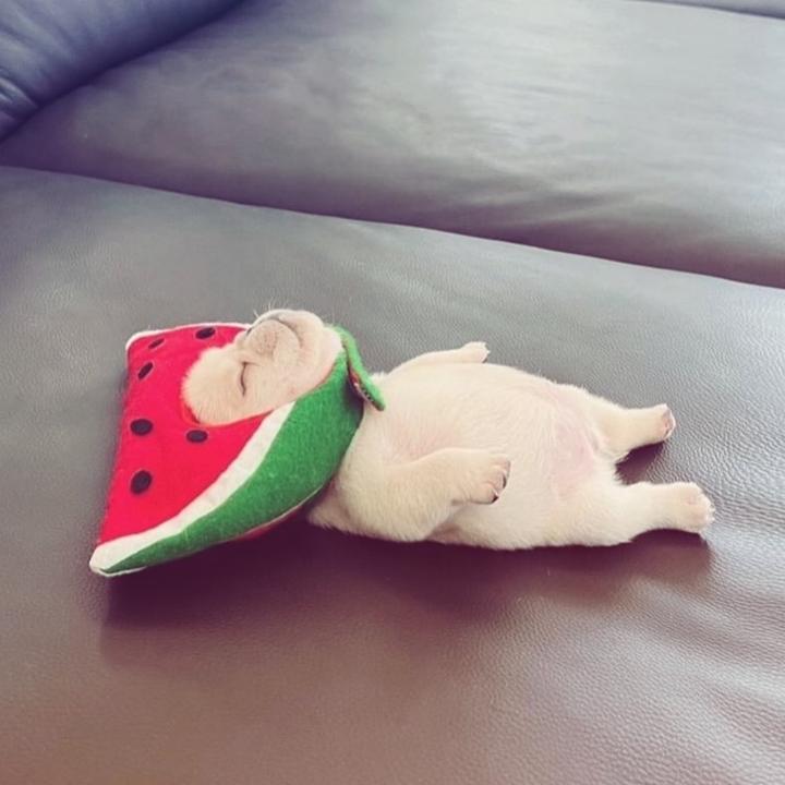 Pibblemaxx - suara asli - pibblemaxx