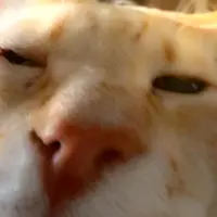 lememefrance
