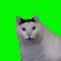 TikTok Account Photo