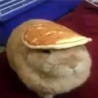mattontiktok_