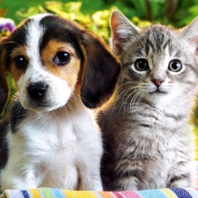 Nice pets. Красивые домашние животные. Собачки и кошечки. Красивые собаки и кошки. Милые домашние животные.