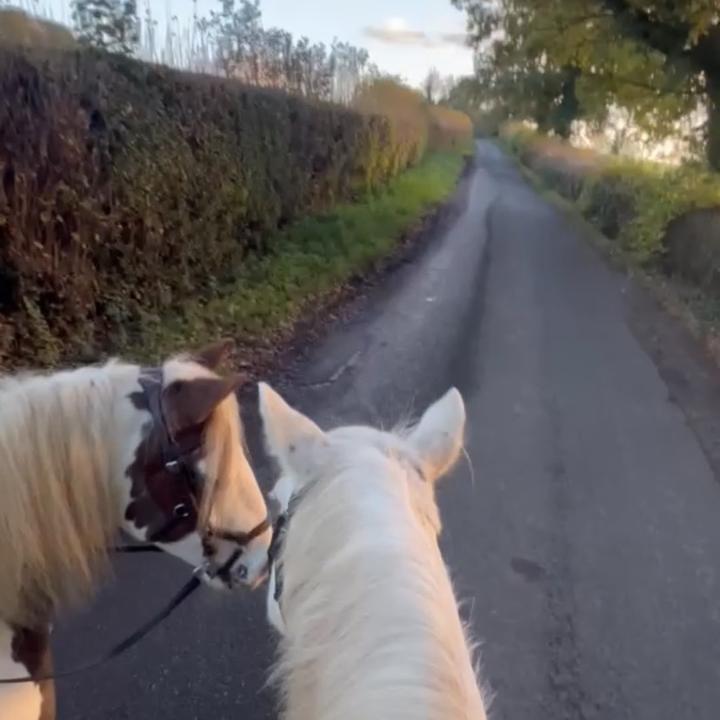 🐴 - suara asli