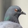 Simon the Pigeon - @simon.the.pigeon - TikTok