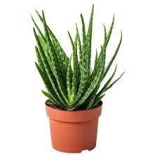 Sound image