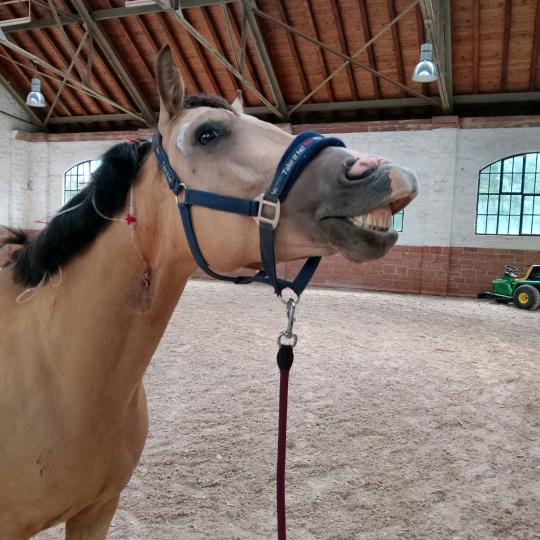 leevibalou