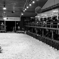 horses_videos5