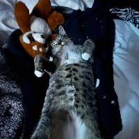 TikTok Account Photo