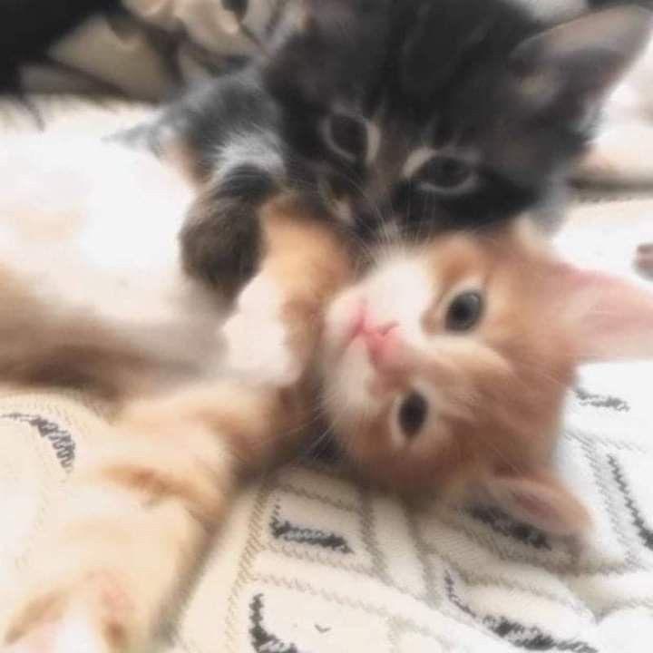 b - suara asli
