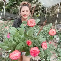 darawan_2104