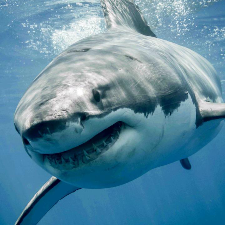 shark.6ix7even
