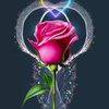 barzan.dlo