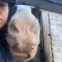 urfav_equestrain